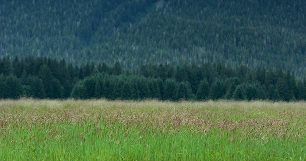 Schilf oder Gras werden vom Wind verweht, sie schwanken wie ein Tanz von Seite zu Seite. Verschiedene Landschaften im Sommer.Alaska, USA., 2017 - Foto, Bild