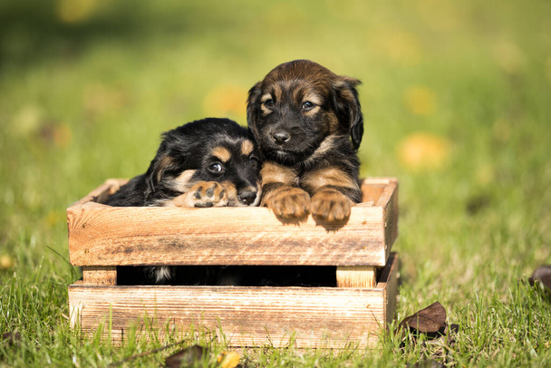 Милые маленькие собачки в деревянном ящике на траве - Фото, изображение