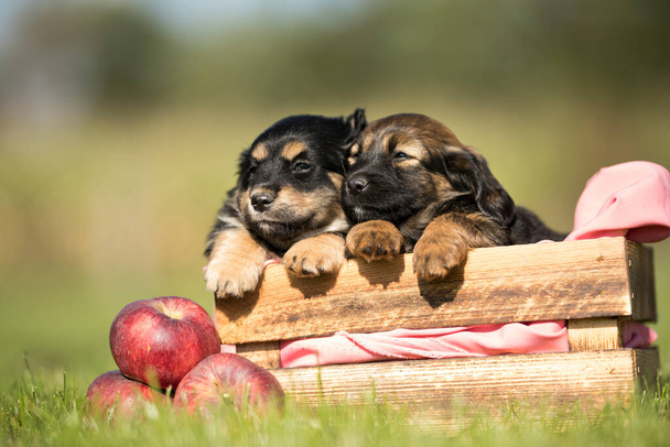 Две собаки в деревянном ящике на траве - Фото, изображение