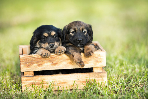 Χαριτωμένα δύο σκυλάκια σε ένα ξύλινο κιβώτιο στο γρασίδι - Φωτογραφία, εικόνα