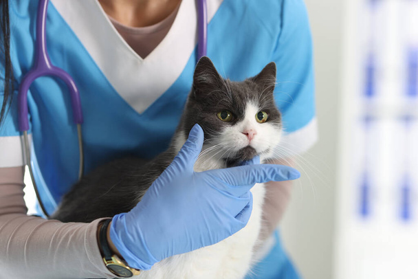 Profesional veterinario femenino examina y mascotas gato en la mesa de examen. clínica veterinaria y concepto de servicios - Foto, imagen