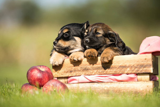 Χαριτωμένα δύο σκυλάκια σε ένα ξύλινο κιβώτιο στο γρασίδι - Φωτογραφία, εικόνα