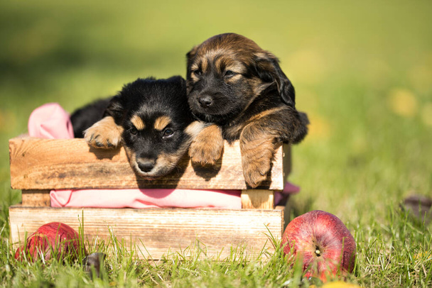 Twee honden in een houten krat op het gras - Foto, afbeelding