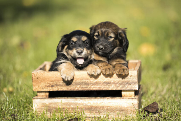 Mignons petits deux chiens dans une caisse en bois sur l'herbe - Photo, image