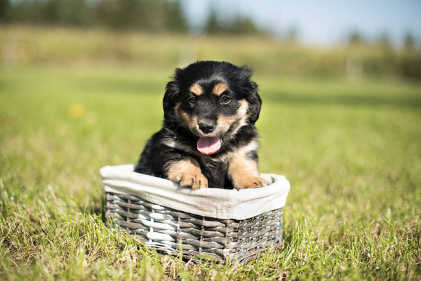 Puppies in a wicker basket - Foto, afbeelding