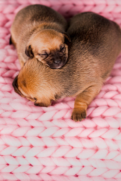 Un beau petit chien dort sur une couverture - Photo, image