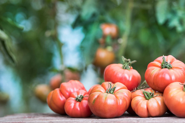 Groenten, Tomaten, op bureau in de tuin  - Foto, afbeelding