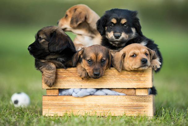 Un grupo de lindos cachorros en una caja de madera en la hierba - Foto, Imagen