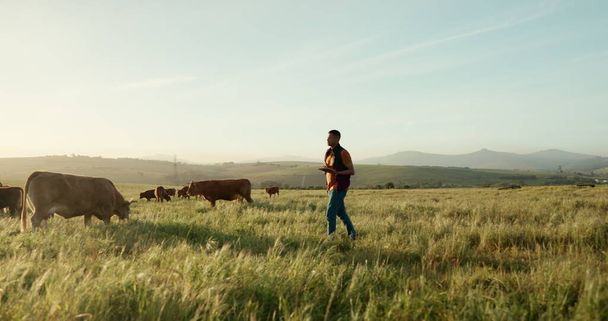 Αγελάδες, ταμπλέτες και περπάτημα άνθρωπος στον τομέα της υπαίθρου, το περιβάλλον γρασίδι ή τη Βραζιλία τοπίο της γεωργίας. Γεωργός, τεχνολογία και ζωικό κεφάλαιο βοοειδών σε εξαγωγές κρέατος, βοείου κρέατος ή γαλακτοκομικών προϊόντων. - Φωτογραφία, εικόνα