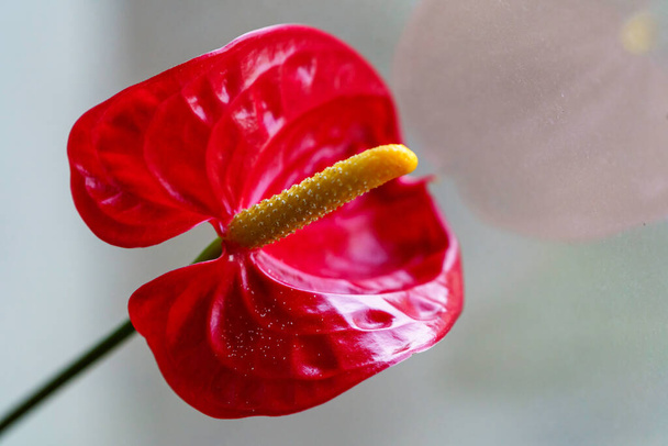 Lähikuva anthurium, punainen kukka - Valokuva, kuva