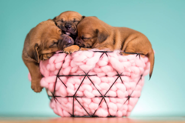 Cães adormecidos em uma cesta de metal - Foto, Imagem