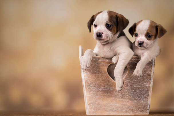 Cuccioli in una cassa di legno
 - Foto, immagini