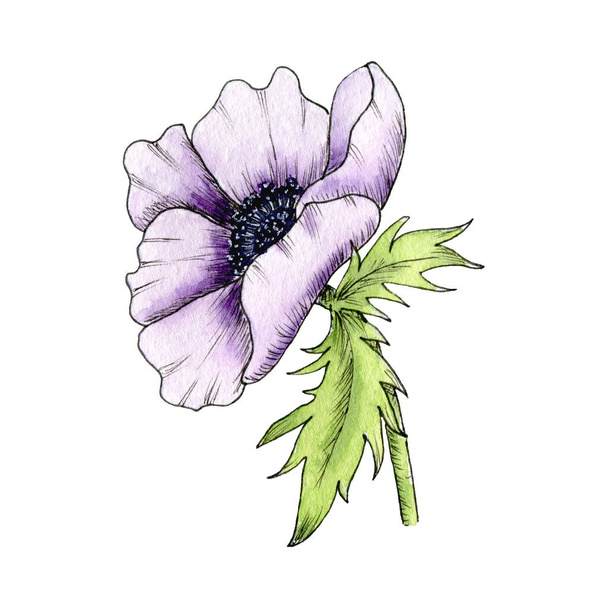 Watercolor Flower Anemone, Poppy, Peony. Anemone hand drawn illustration isolated on white background. Purple Anemone - Fotó, kép