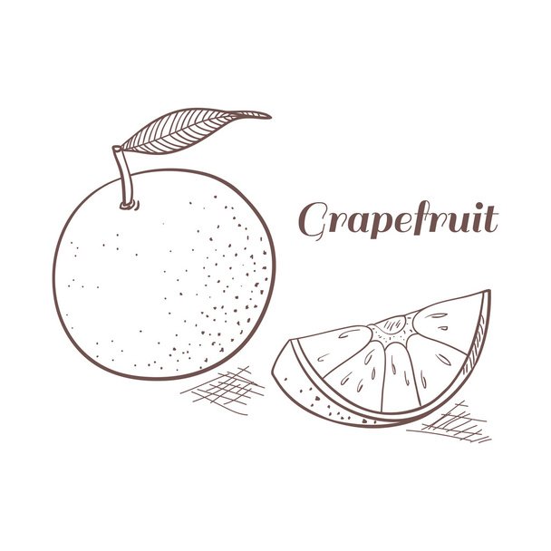 Grapefruit vector illustration - Vetor, Imagem