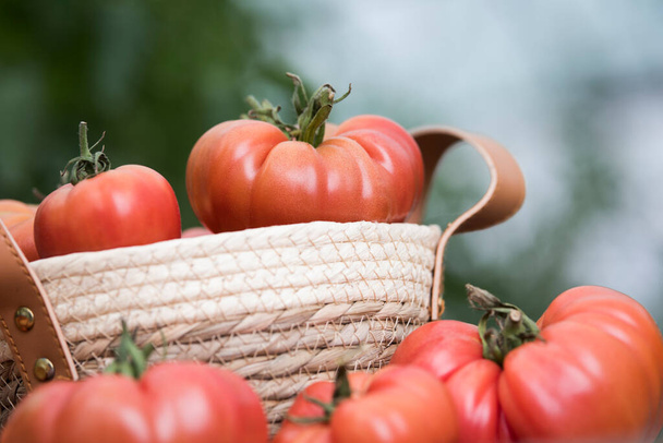 Tomatoes vegetable garden, organic products - Φωτογραφία, εικόνα