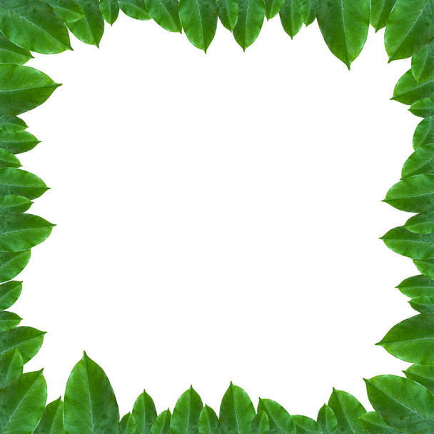 Планировка круга листовой рамки для украшения - Фото, изображение