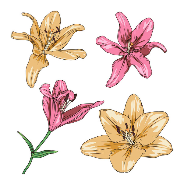 vector drawing of pink and yellow lilies on a transparent background. lily flower botanical illustration - Vektor, kép