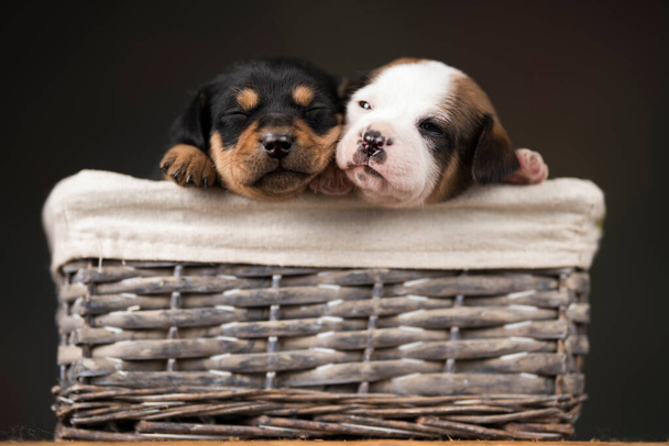 Petits chiens dans un panier en osier - Photo, image