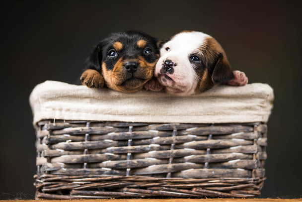Собаки в плетеной корзине - Фото, изображение