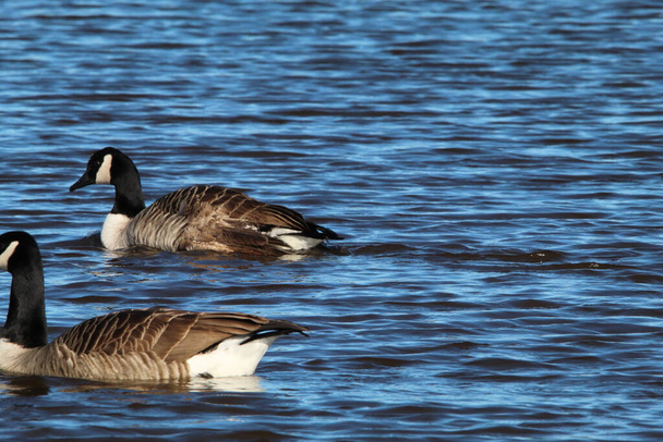 Oszałamiający zwierzęcy portret Kanadyjskiej Gęsi na jeziorze, woda można zobaczyć opryskując od ptaszka. - Zdjęcie, obraz