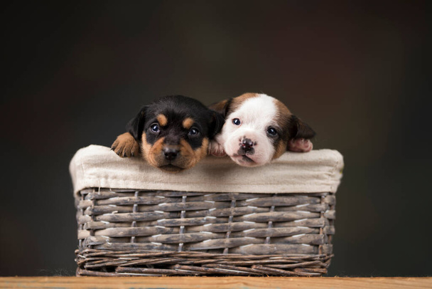 Маленькие щенки в плетеной корзине - Фото, изображение
