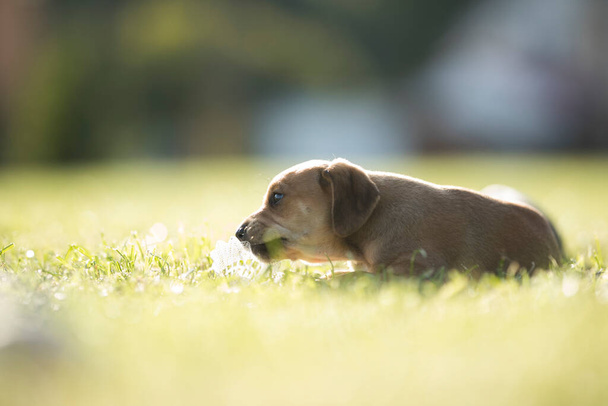 Puppy dog on the grass - Foto, Imagem