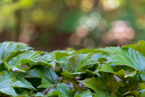 Primer plano de una uva silvestre con hojas verdes jóvenes en los tallos y un fondo natural borroso de árboles, luz solar natural en una mañana de primavera, principios de verano, profundidad de campo poco profunda, fotorrealismo - Foto, imagen