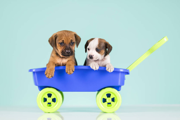 Cães bonitos em um vagão de brinquedo - Foto, Imagem
