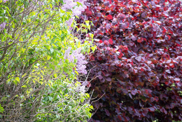 Un colorido arbusto de árbol en tonos rojos y verdosos - Foto, Imagen
