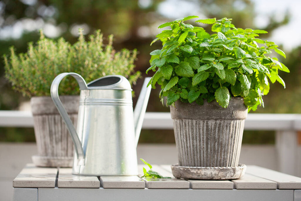 lemon balm (melissa) and thyme herb in flowerpot on balcony, urban container garden concept - Photo, Image