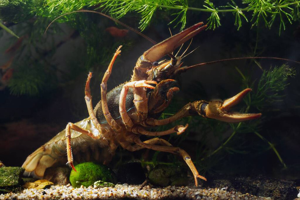 Danube crayfish female big claw in threaten pose, hornwort vegetation coldwater biotope aquarium, wildcaught domesticated highly adaptable species, invasive freshwater inhabitant, disorder design - Photo, Image
