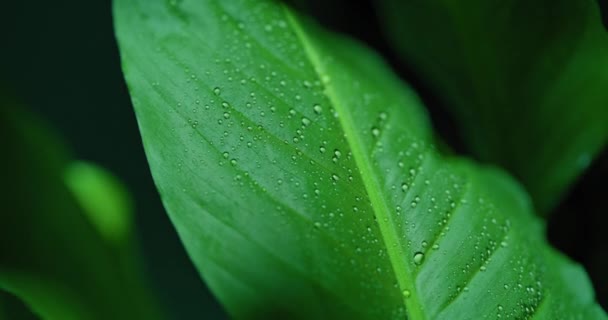 Macro shot van waterdruppels op groene bladeren Ecologie Milieu - Video