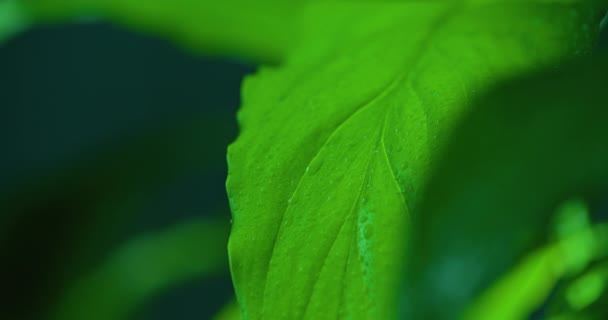 Macro Shot of Water Drops on Green Leaves Ecology Environment - Imágenes, Vídeo