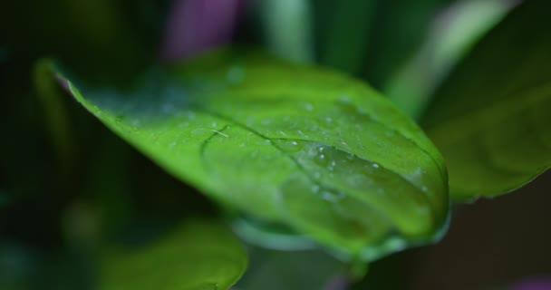 緑の葉の生態環境に水滴のマクロショット - 映像、動画