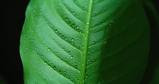 Macro Shot of Water Drops on Green Leaves Ecology Environment - Imágenes, Vídeo