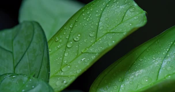 Macro shot van waterdruppels op groene bladeren Ecologie Milieu - Video
