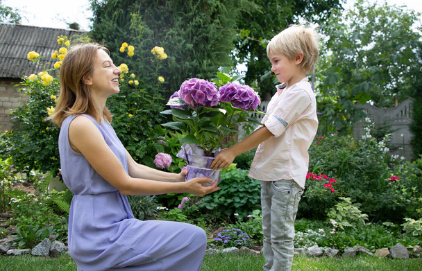Proficiat aan geliefde moeder op moederdag. zoon 6 jaar oud geeft een gelukkige moeder een hortensia bloem in een pot. Jongen en vrouw in de tuin - Foto, afbeelding