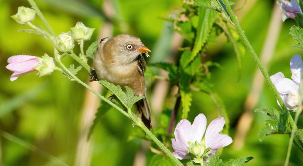 Canne barbuto, Panurus biarmicus. Un giovane uccello femmina seduto sul fusto di una pianta in fiore - Foto, immagini