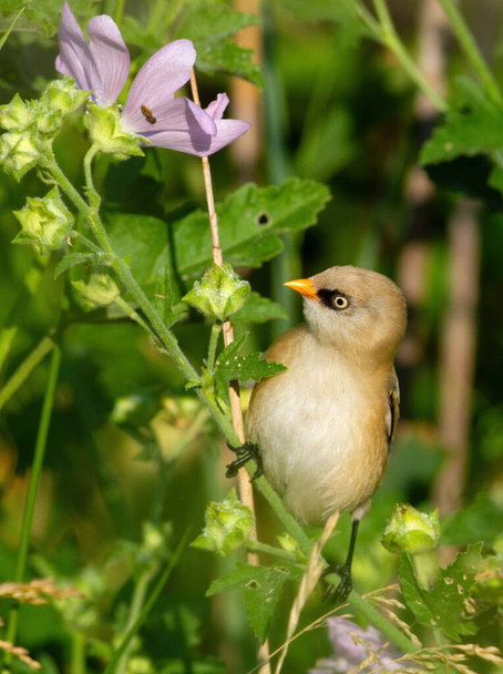 Bearded reedling, Panurus biarmicus. A young male sits on the stem of a flowering plant - Foto, immagini