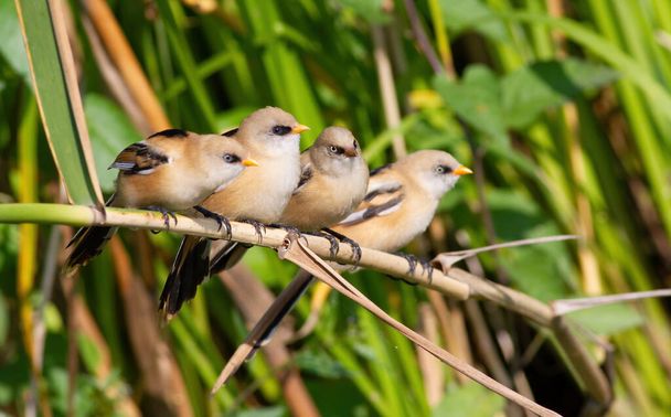 Reedling barbudo, Panurus biarmicus. Quatro jovens pássaros sentados em um talo de junco - Foto, Imagem