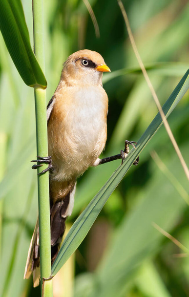 met baard, Panurus biarmicus. Een jonge mannelijke vogel zittend op een rietstengel bij de rivier - Foto, afbeelding