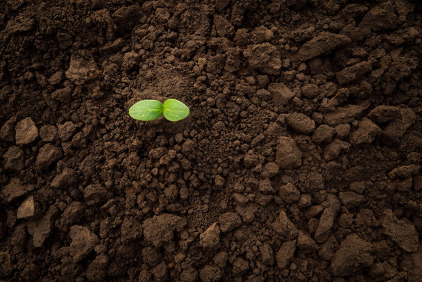 Green sprout soil plant ground earth day. Vegetable seedling sprout cucumber seedling soil ground sapling grow organic soil background. Sapling young plant seedling growing sprout plant growing nature - Fotografie, Obrázek