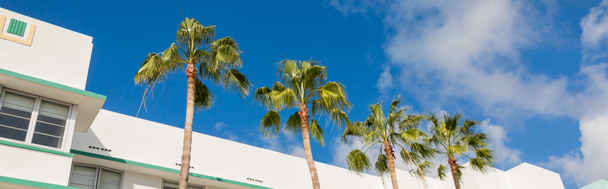 niski kąt widzenia zielonych palm rosnących w pobliżu nowoczesnego budynku przed błękitnym niebem w Miami, sztandar  - Zdjęcie, obraz