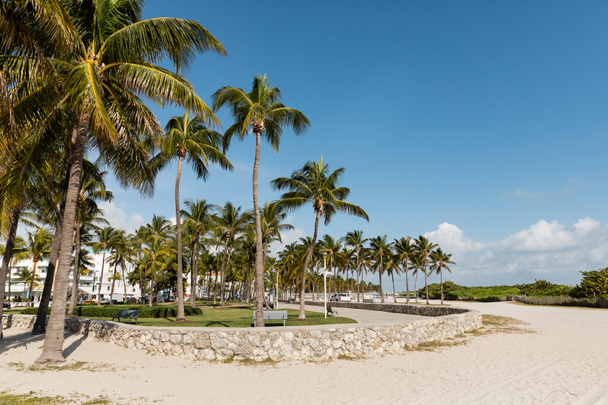 зеленые пальмы в современном парке со скамейками против голубого неба в Майами  - Фото, изображение