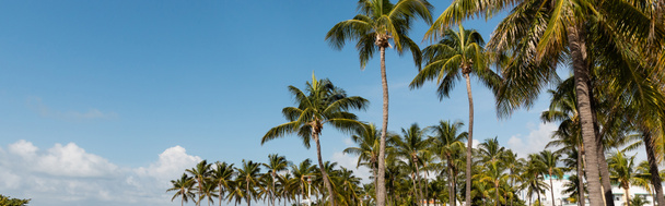 πράσινο φοίνικες αυξάνεται στο σύγχρονο πάρκο με παγκάκια κατά μπλε ουρανό στο Μαϊάμι, πανό  - Φωτογραφία, εικόνα
