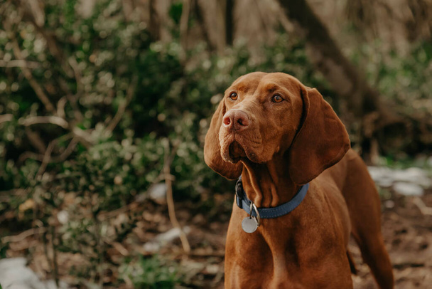 Purebred Hungarian Vizsla dog portrait in nature. Beautiful golden-rust colored Magyar Vizsla during spring walk in a forest, Hungarian pointer walking in woods, close up photo on blurred background. - Foto, Imagen