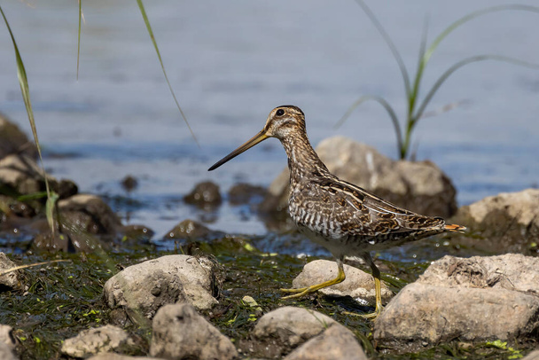 Wilson's snipe  (Gallinago delicata), Inhabitant of swamps, tundra and wet meadows in Canada and the northern United States - Photo, Image