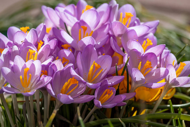 Flores de primavera em um dia ensolarado de março em um parque inglês. - Foto, Imagem