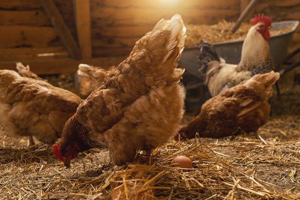 duivinnen broeden het ei uit in het kippenhok en Rooster staat op de achtergrond op een biologische boerderij. Kippen in kippenhok. Kippeneieren in het kippenhok. Kippenbedrijf. - Foto, afbeelding