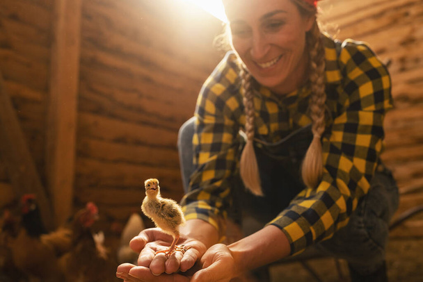 Proud chicken farmer woman showing a newborn chicken in her hands in a henhouse - 写真・画像